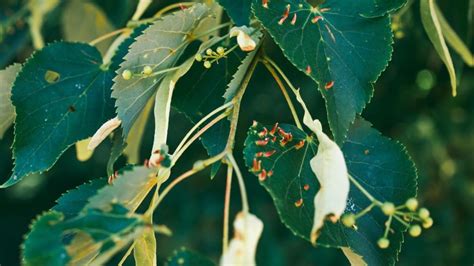 How To Identify Clover Mites On Your Plants