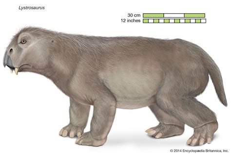 Lystrosaurus | Fossils & Facts | Britannica