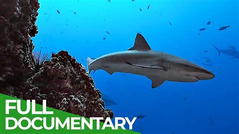 The 15 Documentaries About Deep Ocean - Documentarytube.com