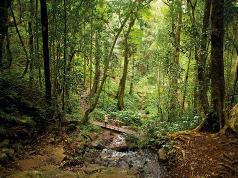 Bunya Mountains National Park - Attraction - Queensland