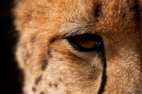 "Cheetah Eye, Close Up" by Tom Grieve | Redbubble