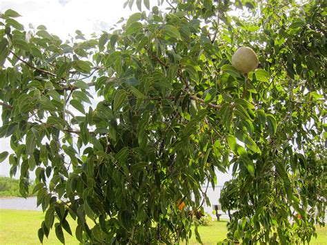 Mahogany tree, Everglades City, FL | Mahogany tree with frui… | Flickr