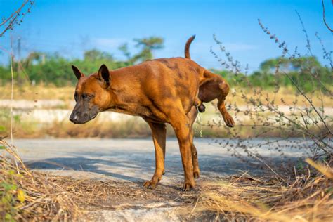 Bladder Stones in Dogs: Types, Symptoms & Treatment - AskVet