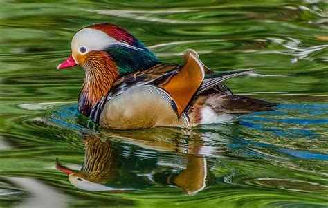 Mandarin Duck's Color Pallet | Few other birds don such a dr… | Flickr