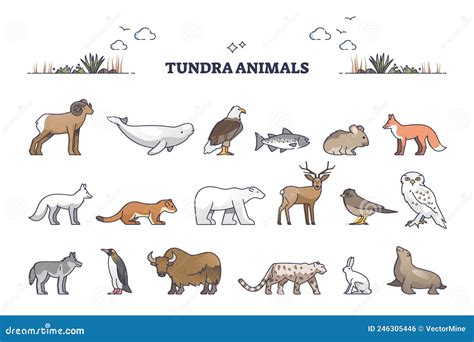 Tundra Animals Collection With Natural Habitat Creatures Type Outline Set Vector Illustration ...