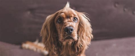 9 Top Cocker Spaniel Haircuts | TrustedHousesitters.com