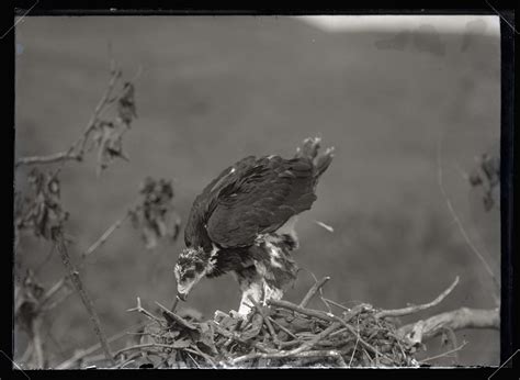 Golden Eagle in Nest - OHS Digital Collections