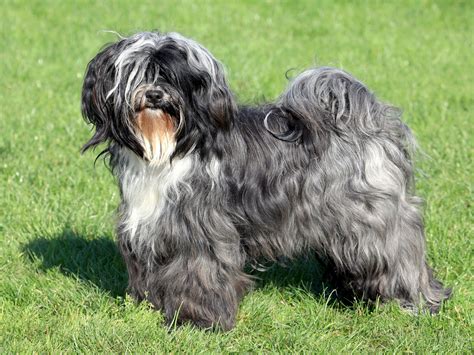 Tibetan Terrier - TerrierPlanet.com