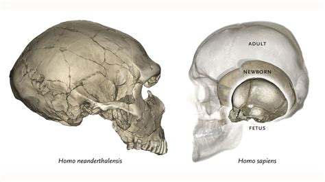 Neanderthal Skull Front