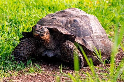 Flora & Fauna en las Islas Galápagos|Un Paraíso por Descubrir