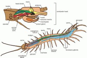 centipede-anatomy – Dissections Across the Phyla with Regard to the Digestive System