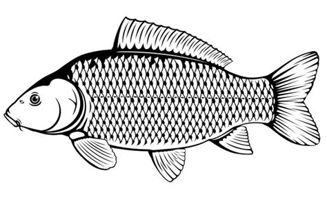 Carp Illustrations, Royalty-Free Vector Graphics & Clip Art - iStock