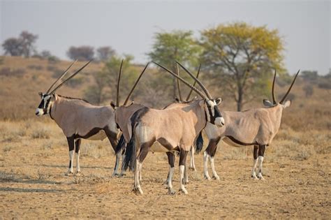 Premium Photo | Gemsbok herd