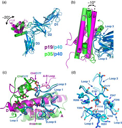 Figure 4 from The structure of interleukin-23 reveals the molecular basis of p40 subunit sharing ...