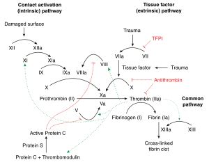 Tissue factor - Wikipedia