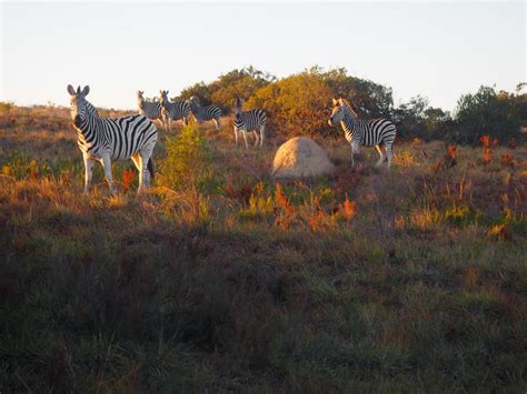 The Best Lodges in the Amakhala Game Reserve, South Africa