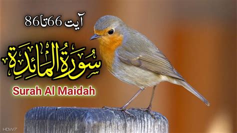 Surah Al-Maidah | Full With Arabic Text (HD) | 05-سورۃالمائدة | Zayof Ul Rehman - YouTube