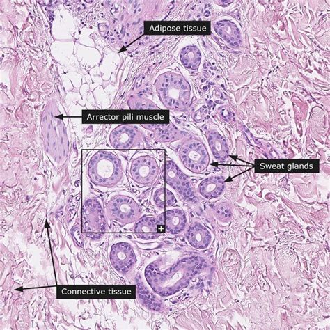 Sudoriferous Glands Histology