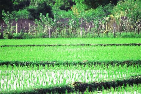 Indian Farm Field, Farming Land Stock Image - Image of remote, field ...