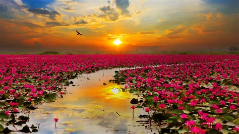 Pink Lotus Flowers During Sunset 4K HD Pink Wallpapers | HD Wallpapers | ID #37302