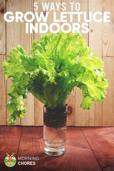 5 Proven Ways to Growing Lettuce Indoors & in Containers Year Round