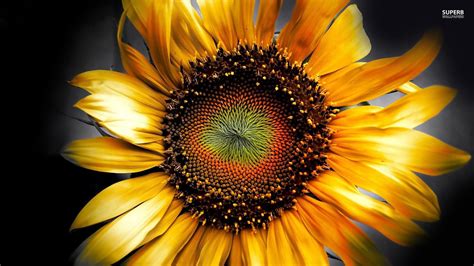 Autumn Sunflower Desktop Wallpapers - 4k, HD Autumn Sunflower Desktop Backgrounds on WallpaperBat