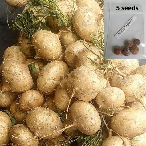 Singkamas | Vegetables Seeds | Shopee Philippines