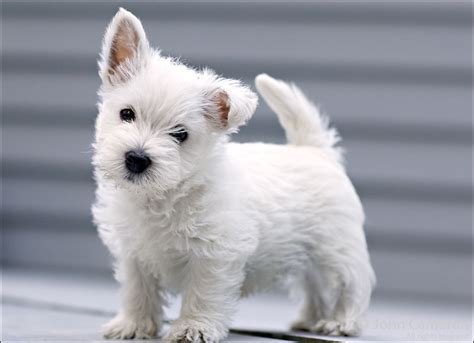 West Highland White Terrier Dog Breed - Pictures, Information, Temperament, Characteristics ...