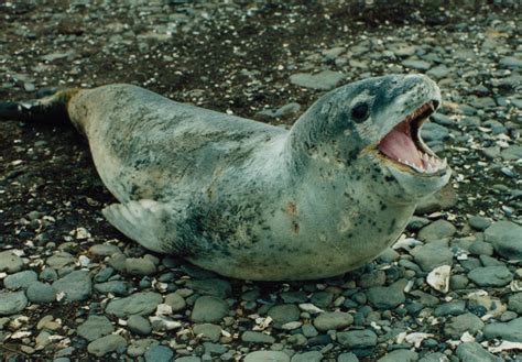 Leopard Seal Full HD Wallpaper and Background Image | 3102x2154 | ID:656659