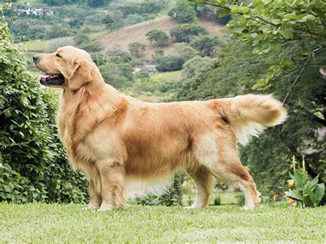 golden retriever colors in india - Allright Weblog Stills Gallery