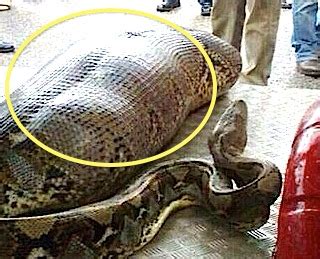 SSSSHOCK! GIANT PYTHON Eats PERSON Who Was Passed Out Drunk - TheCount.com