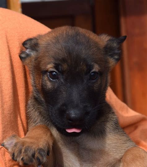 Belgian Malinois puppy | Belgian malinois puppies, Malinois puppies ...