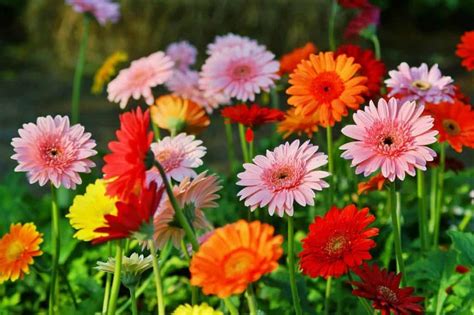 9 Actionable Tips For Gerbera Daisy Care and Handling - Hort Zone