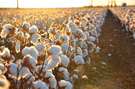 How Much Does a Bale of Cotton Cost? | HowMuchIsIt.org