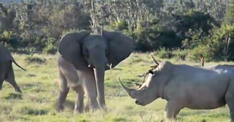 As A Rhino Attacks, An Elephant Tricks Him With Nothing But A Stick! AMAZING FOOTAGE ...