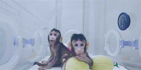 The First Cloned Monkeys Provoked More Shrugs Than Shocks - leaps.org