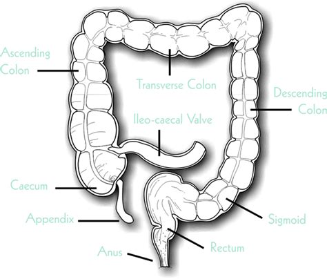 How The Colon Works | Colon Cleanse Recipes | Homemade Colon Cleanse