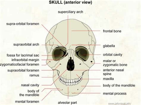 The forman Anatomy