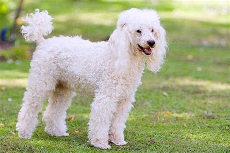 How Big Do Toy Poodles Get? (Know Your Breed Basics)