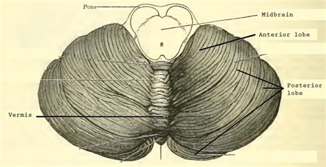 Cerebellum | Anatomy