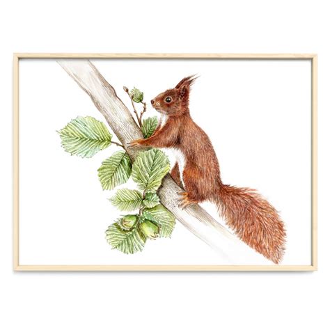 Eichhörnchen im Nussbaum Fine Art Print Giclée Print Poster Kunstdruck Tier Zeichnung - Aquarell ...