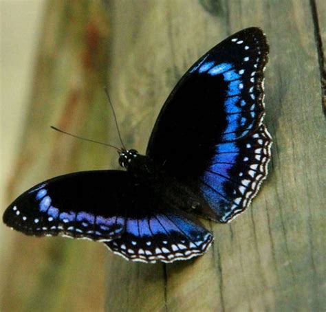 Pin by ~♡~Dolceluna~♡~ on ♥ Butterflies ♥ | Butterfly species, Blue butterfly, Rainforest butterfly