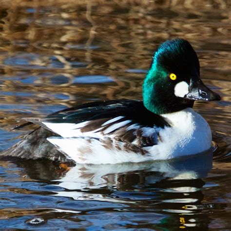 Common Goldeneye – World of Animal | Duck species, Birds, Waterfowl