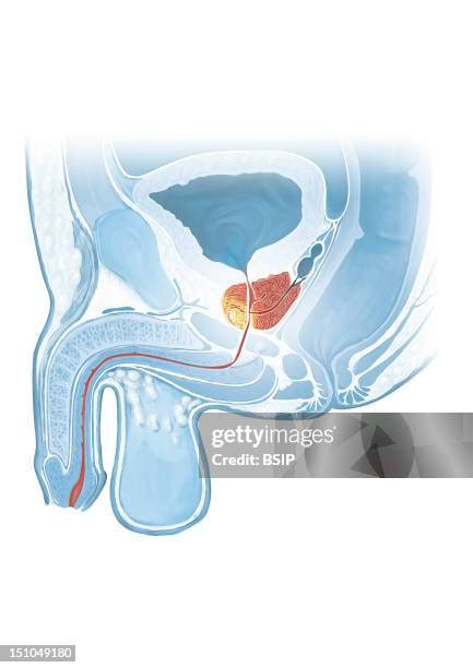 98 Prostate Drawing Stock Photos, High-Res Pictures, and Images - Getty Images