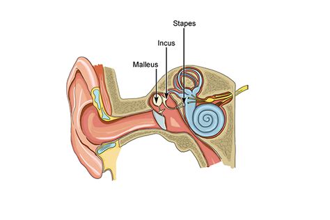 Malleus, incus and stapes make up the ossicles in ear