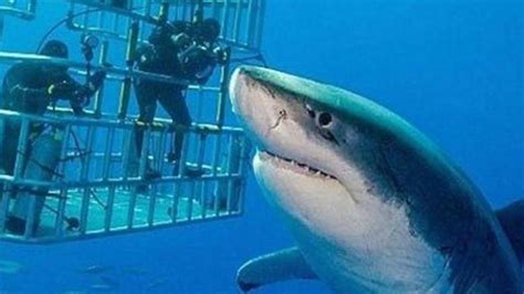 Biggest Great White Shark Ever Caught In The World