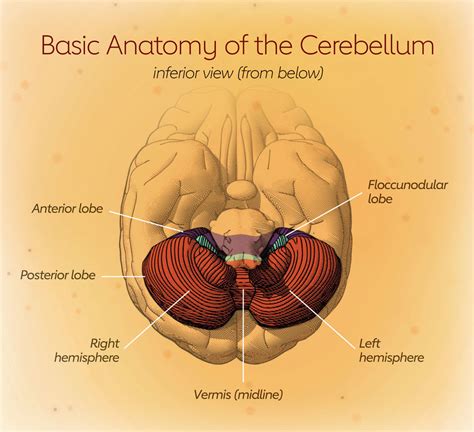 When Stroke Affects the Cerebellum - Stroke Connection Magazine - Spring 2019 | Occipital lobe ...