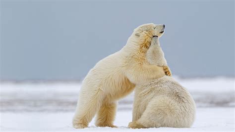 Two Polar Bears Alaska – Bing Wallpaper Download