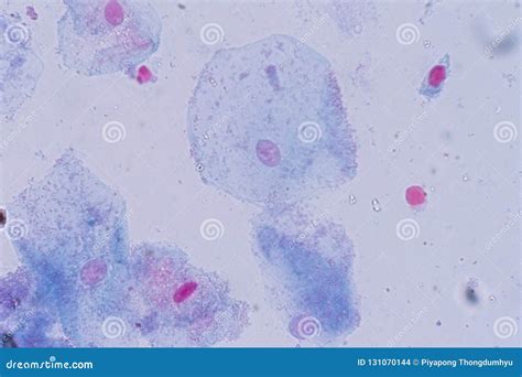 Squamous Epithelial Cell Cell Structure Of Human Under Microscope View ...