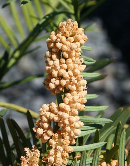 Cephalotaxus harringtonia ‘Duke Gardens’ - Moon Nurseries